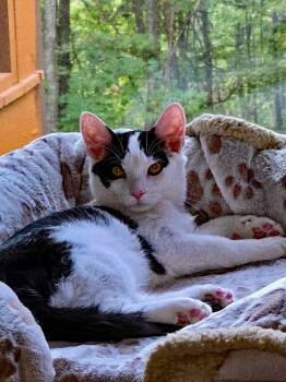 Rescue American Shorthair Cats for Adoption in Marion, North Carolina - Gizmo | PetCurious