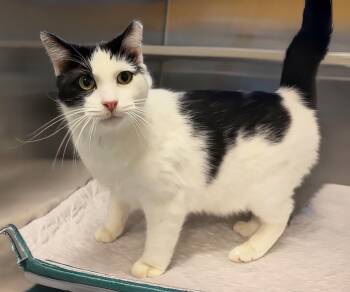 Marzipan -  Domestic Short Hair Cat for Adoption in Nashville, Tennessee - Marzipan | PetCurious