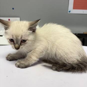 Shai -  Domestic Short Hair Cat for Adoption in Spokane, Washington - Shai | PetCurious