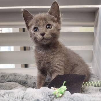 Chaka -  Domestic Short Hair Cat for Adoption in Lynchburg, Virginia - Chaka | PetCurious
