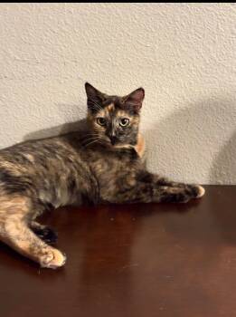 Rescue Tortoiseshell Cats for Adoption in Napa, California - Harlee ( Tina) | PetCurious