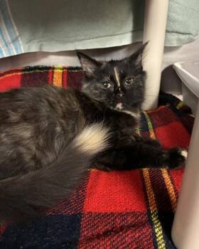 Namaste -  Domestic Medium Hair Cat for Adoption in Richmond, Virginia - Namaste | PetCurious