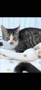 Rescue Tabby Cats for Adoption in Lodi, California - Mantis | PetCurious