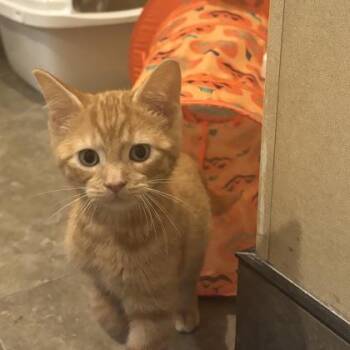 Zwing -  Domestic Short Hair Cat for Adoption in Dubuque, Iowa - Zwing | PetCurious