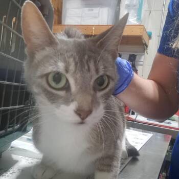 Domestic Short Hair Cats Available for Adoption in Milton, Florida - BIJOU | PetCurious