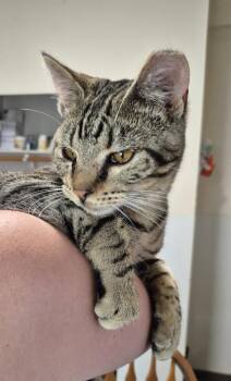 Domestic Short Hair Cats Available for Adoption in Thompson Falls, Montana - Gremlin | PetCurious