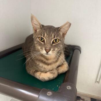 Meow 060501A -  Domestic Short Hair Cat for Adoption in Amory, Mississippi - Meow 060501A | PetCurious