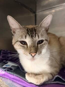 Mantis -  Siamese Cat for Adoption in Rockport, Texas - Mantis | PetCurious