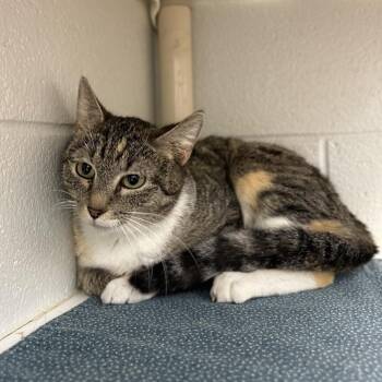 Domestic Short Hair Cats Available for Adoption - Annie | PetCurious
