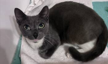 Suds -  Domestic Short Hair Cat for Adoption in Alafaya, Florida - Suds | PetCurious