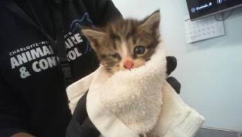 HARMONY -  Domestic Short Hair Cat for Adoption in Charlotte, North Carolina - HARMONY | PetCurious