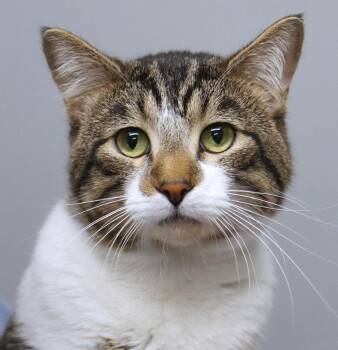 Bob (AO36940) -  Domestic Short Hair Cat for Adoption in Kansas City, Kansas - Bob (AO36940) | PetCurious