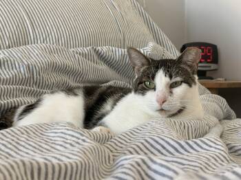 Toffee Crunch (Bonded to Cakester) -  Domestic Short Hair Cat for Adoption in New York, New York - Toffee Crunch (Bonded To Cakester) | PetCurious