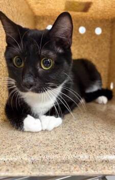 Domestic Short Hair Cats Available for Adoption in Gastonia, North Carolina - Marmee | PetCurious