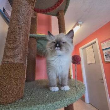 Switch -  Siamese and Domestic Short Hair Cat for Adoption in Scottsbluff, Nebraska - Switch | PetCurious