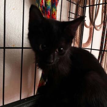 Oaklyn (Purple) -  Domestic Short Hair Cat for Adoption in Bentonville, Arkansas - Oaklyn (Purple) | PetCurious