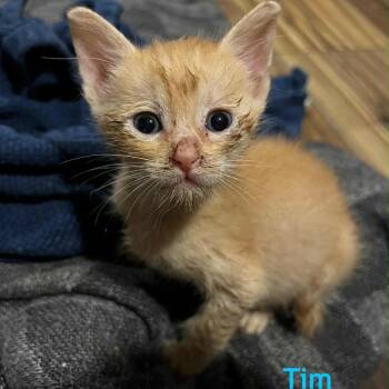 Rescue Domestic Short Hair Cats for Adoption in Baytown, Texas - Tim | PetCurious
