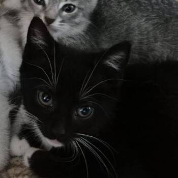 Faith -  Domestic Short Hair Cat for Adoption in Lexington, Kentucky - Faith | PetCurious