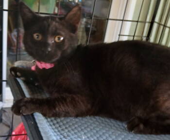 Rescue Domestic Short Hair Cats for Adoption in Vacaville, California - Raven | PetCurious