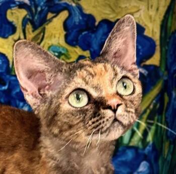 Anastasia (Tatiana) -  Devon Rex Cat for Adoption in Davis, California - Anastasia (Tatiana) | PetCurious