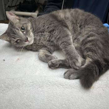 Domestic Short Hair Cats Available for Adoption in Galveston, Texas - Pocahontas | PetCurious