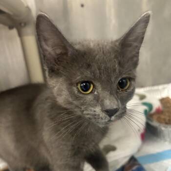Tara -  Domestic Short Hair Cat for Adoption in Salt Lake City, Utah - Tara | PetCurious