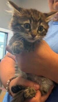 Loreli -  Domestic Long Hair Cat for Adoption in Republic, Missouri - Loreli | PetCurious