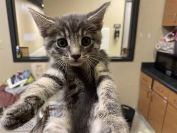 A614147 -  Domestic Medium Hair Cat for Adoption in Modesto, California - A614147 | PetCurious