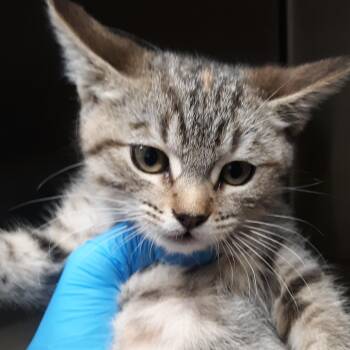 Tamarind -  Domestic Short Hair Cat for Adoption in Spokane, Washington - Tamarind | PetCurious