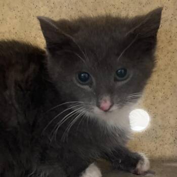 Domestic Short Hair Cats Available for Adoption - Poptart | PetCurious