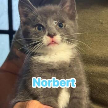 Norbert -  Domestic Short Hair Cat for Adoption in Huntington, West Virginia - Norbert | PetCurious