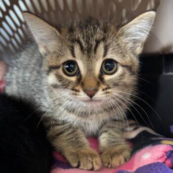 Princess Daisy (bonded with Princess Peach) -  Domestic Short Hair Cat for Adoption in Naperville, Illinois - Princess Daisy (bonded With Princess Peach) | PetCurious