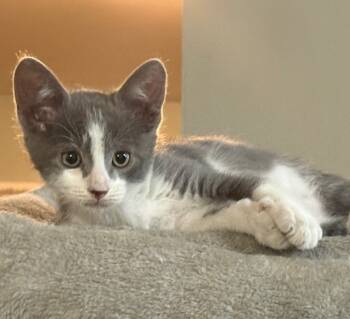 Rescue Domestic Short Hair Cats for Adoption in Rancho Cucamonga, California - AXL | PetCurious