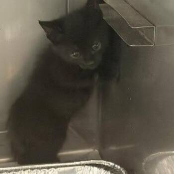 Worcaster -  Domestic Short Hair Cat for Adoption in Long Beach, California - Worcaster | PetCurious