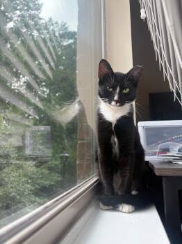 Buster Bleuth -  Tuxedo Cat for Adoption in Columbia, South Carolina - Buster Bleuth | PetCurious