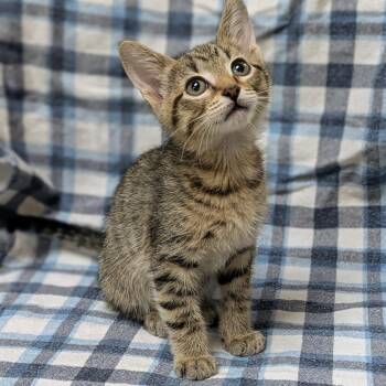 Newton -  Domestic Short Hair Cat for Adoption in Brighton, Missouri - Newton | PetCurious