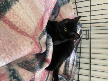 Domestic Medium Hair Cats Available for Adoption in Bradford, Alabama - Suri | PetCurious