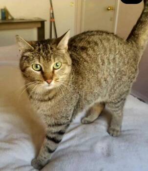 Noppie -  Domestic Medium Hair and Tabby Cat for Adoption in Glendale, Arizona - Noppie | PetCurious