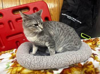 Mylo -  Domestic Short Hair Cat for Adoption in Fort Madison, Iowa - Mylo | PetCurious