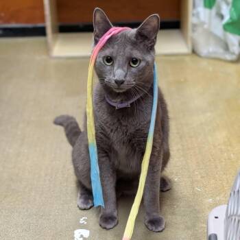 Rescue Russian Blue Cats for Adoption in Hanson, Massachusetts - Momo (meet Me At Hanover Petsmart. $200 Fee. ) | PetCurious