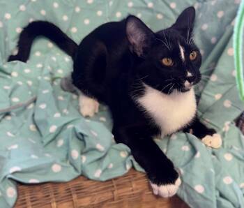 Sundown -  Tuxedo and Domestic Short Hair Cat for Adoption in Walnut Creek, California - Sundown | PetCurious