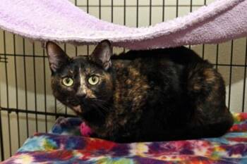 Mouse -  Domestic Short Hair Cat for Adoption in Baton Rouge, Louisiana - Mouse | PetCurious