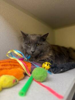 Grayson -  Domestic Long Hair Cat Available for Adoption in Osseo, Michigan - Grayson | PetCurious