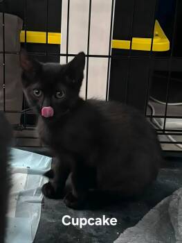 Cupcake -  Domestic Short Hair Cat for Adoption in Chicopee, Massachusetts - Cupcake | PetCurious