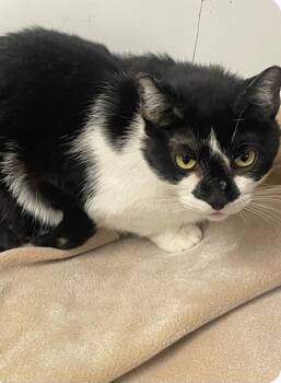 Tuxedo Cats Available for Adoption - Smokey (working Cat) | PetCurious