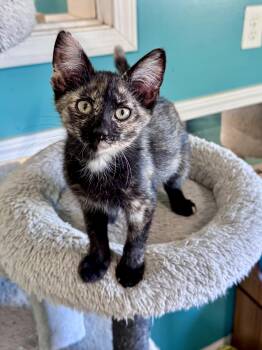Twix -  Tortoiseshell Cat for Adoption in Scottsburg, Indiana - Twix | PetCurious