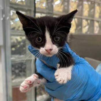 Domestic Short Hair Cats Available for Adoption in West Palm Beach, Florida - Obi-Wan | PetCurious
