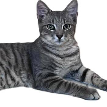 Mindy -  Domestic Short Hair Cat for Adoption in North Myrtle Beach, South Carolina - Mindy | PetCurious
