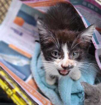 LEO -  Domestic Medium Hair Cat for Adoption in San Antonio, Texas - LEO | PetCurious