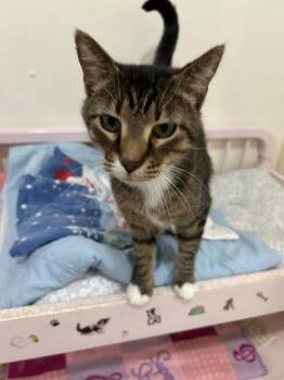 Foxie -  Domestic Short Hair Cat for Adoption in Bourbonnais, Illinois - Foxie | PetCurious